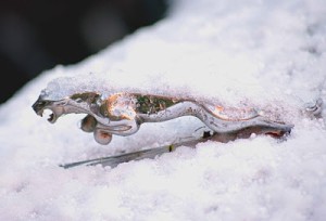 Jaguar-in-the-snow-1